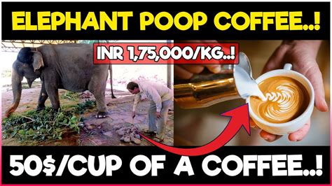 goat coffee poop|The Most Expensive Coffee in The World is Made .